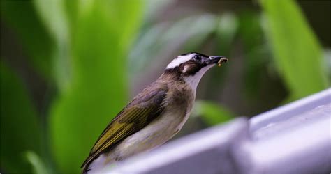 鳥飛進 家裡 代表什麼|【家裡出現鳥】家裡鳥進來有什麼好兆頭？自來鳥寓意大公開！